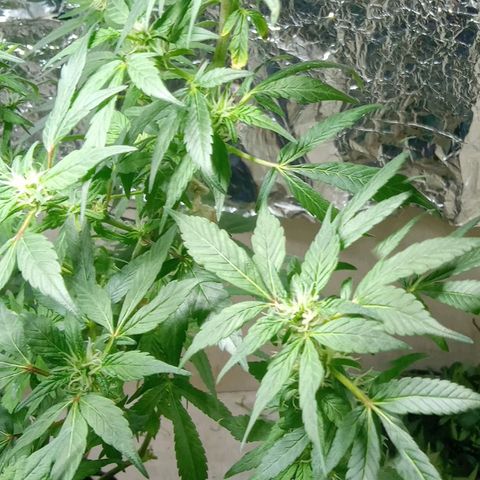 OG KUSH x KEROSEN growlog timeline photo