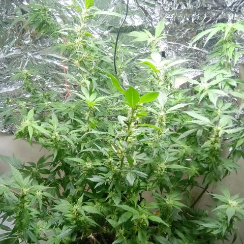 OG KUSH x KEROSEN growlog timeline photo