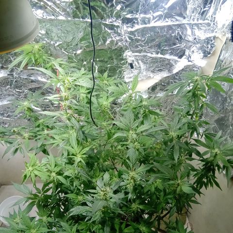 OG KUSH x KEROSEN growlog timeline photo