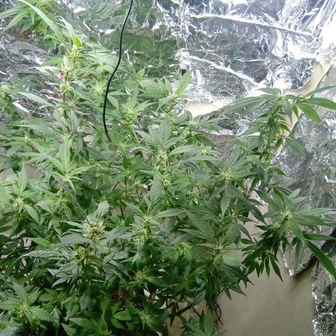 OG KUSH x KEROSEN growlog timeline photo