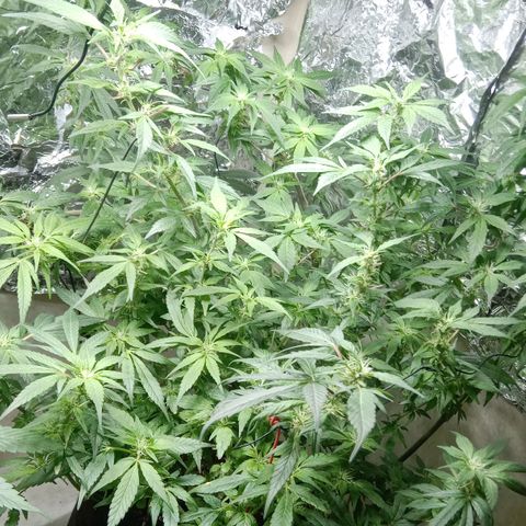 OG KUSH x KEROSEN growlog timeline photo