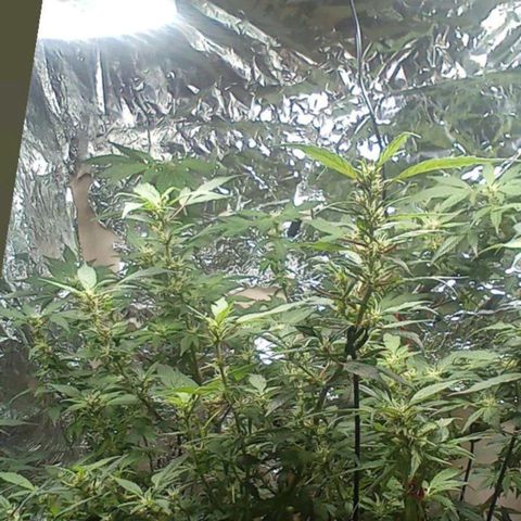 OG KUSH x KEROSEN growlog timeline photo