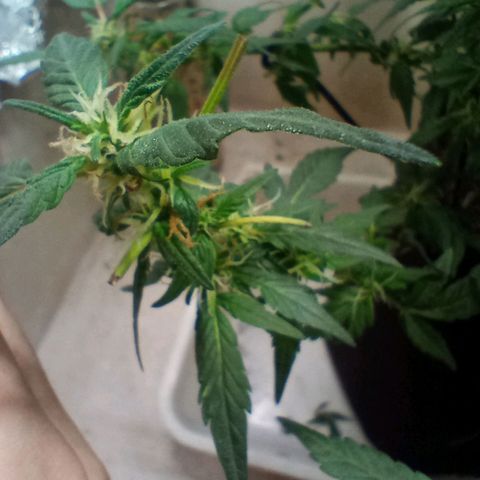 OG KUSH x KEROSEN growlog timeline photo
