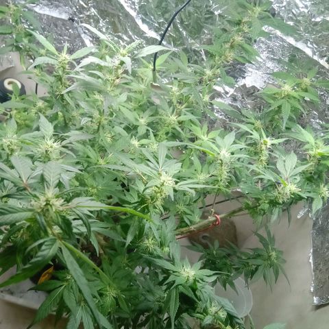 OG KUSH x KEROSEN growlog timeline photo