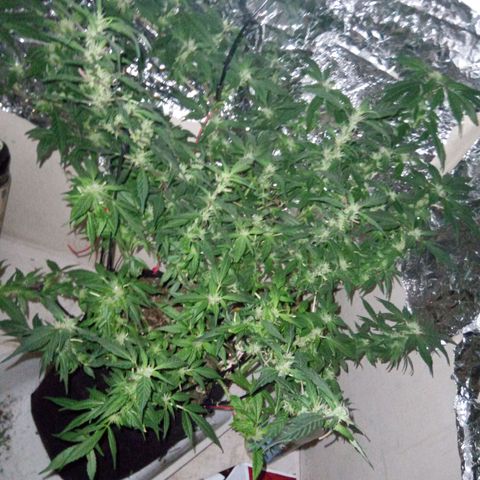 OG KUSH x KEROSEN growlog timeline photo