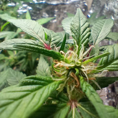 OG KUSH x KEROSEN growlog timeline photo
