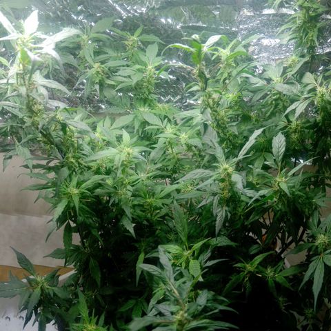 OG KUSH x KEROSEN growlog timeline photo
