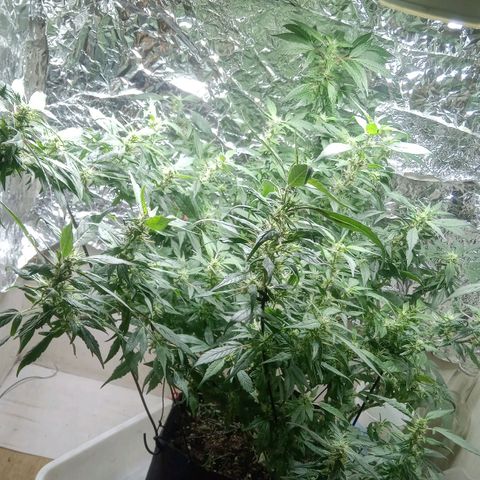 OG KUSH x KEROSEN growlog timeline photo
