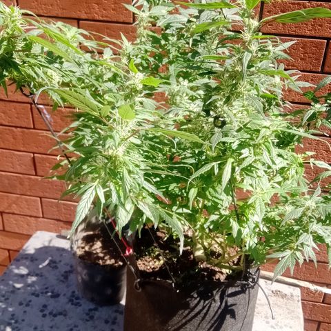 OG KUSH x KEROSEN growlog timeline photo
