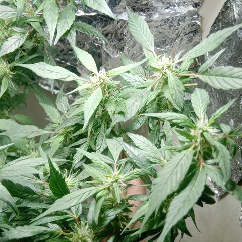 OG KUSH x KEROSEN growlog timeline photo
