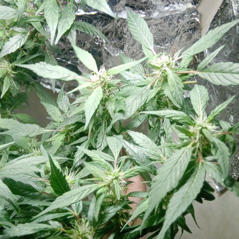OG KUSH x KEROSEN growlog timeline photo