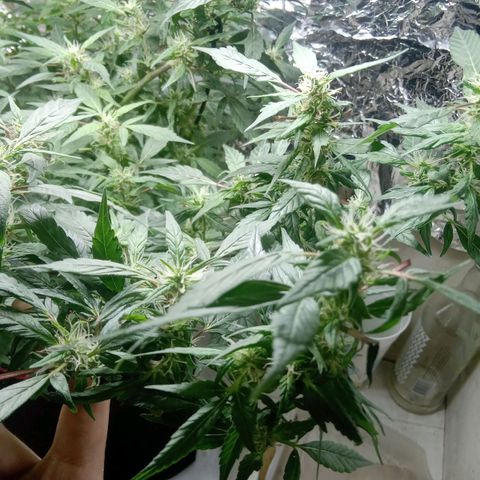 OG KUSH x KEROSEN growlog timeline photo