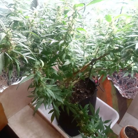 OG KUSH x KEROSEN growlog timeline photo