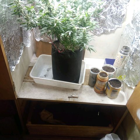 OG KUSH x KEROSEN growlog timeline photo