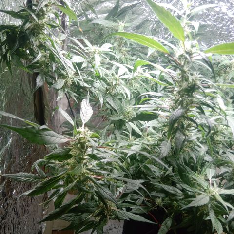 OG KUSH x KEROSEN growlog timeline photo