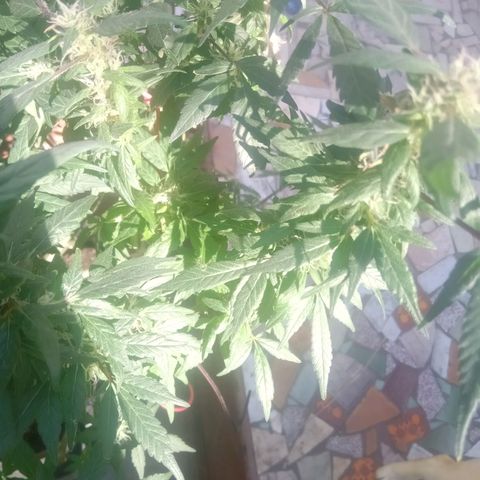 OG KUSH x KEROSEN growlog timeline photo