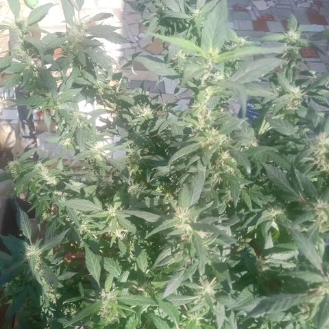 OG KUSH x KEROSEN growlog timeline photo