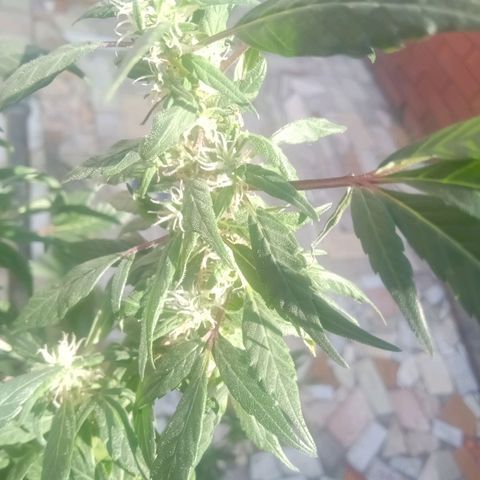 OG KUSH x KEROSEN growlog timeline photo