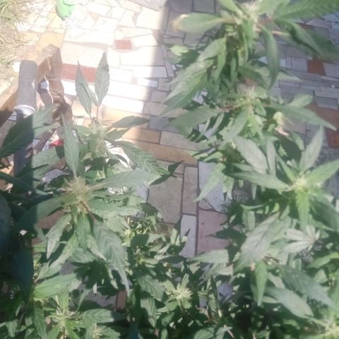 OG KUSH x KEROSEN growlog timeline photo