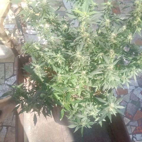 OG KUSH x KEROSEN growlog timeline photo
