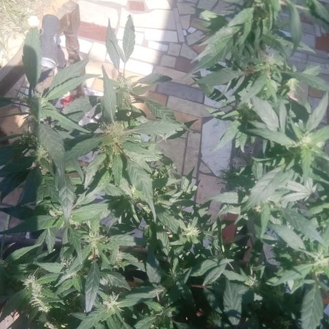 OG KUSH x KEROSEN growlog timeline photo