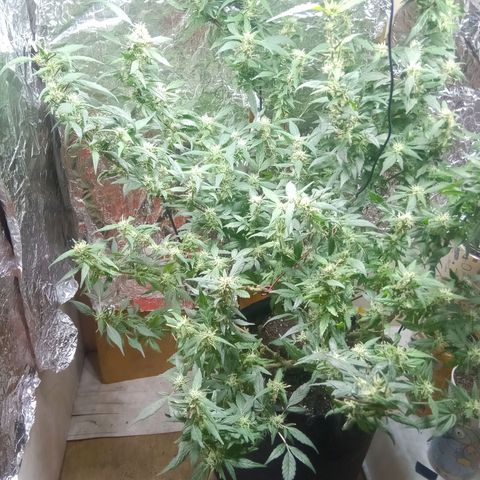 OG KUSH x KEROSEN growlog timeline photo