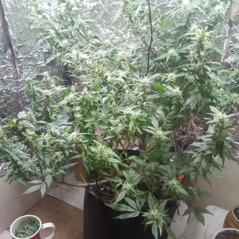 OG KUSH x KEROSEN growlog timeline photo
