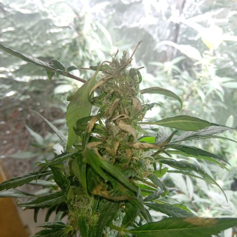 OG KUSH x KEROSEN growlog timeline photo