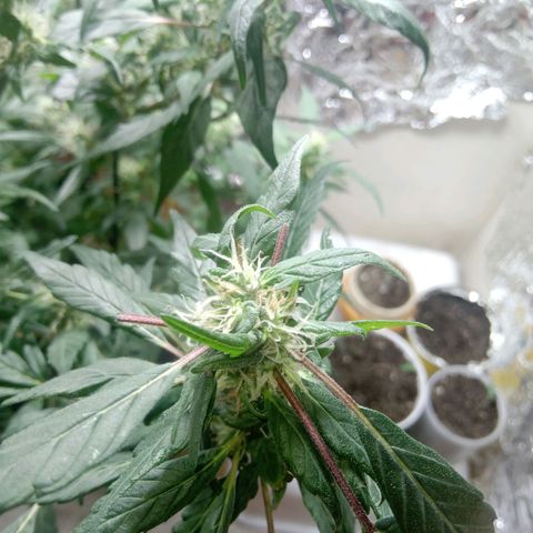 OG KUSH x KEROSEN growlog timeline photo