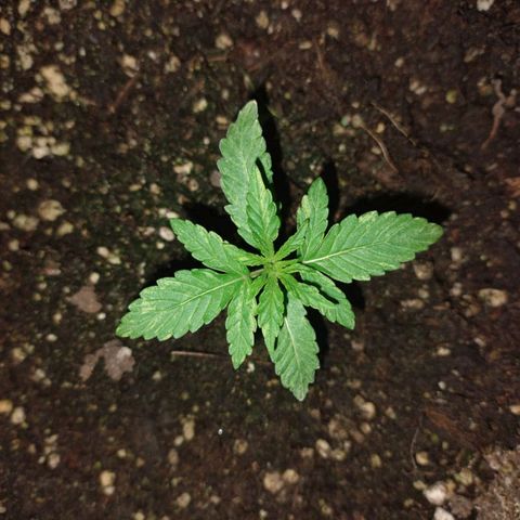 Pati y Marilu growlog timeline photo