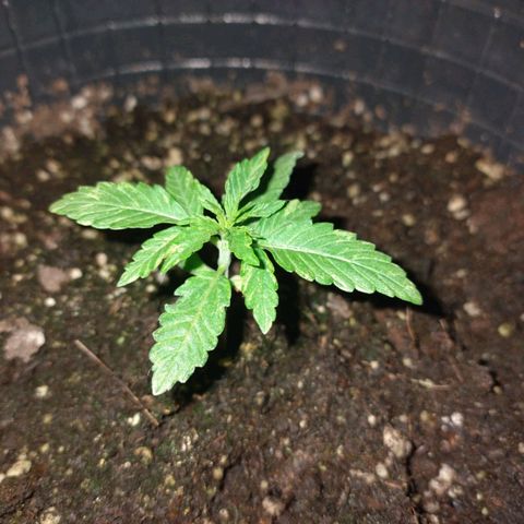 Pati y Marilu growlog timeline photo