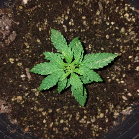 Pati y Marilu growlog timeline photo