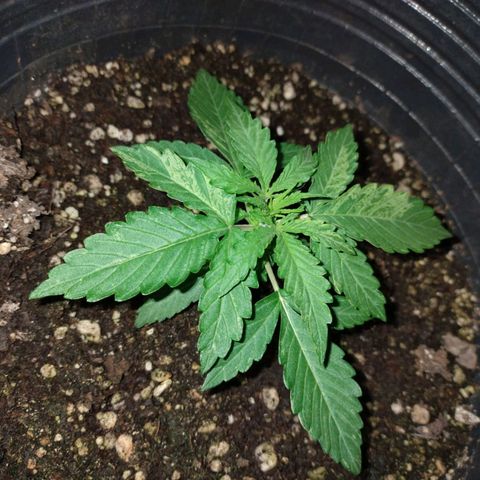 Pati y Marilu growlog timeline photo
