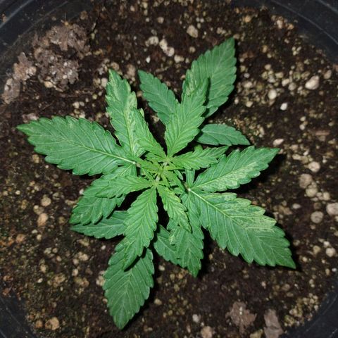 Pati y Marilu growlog timeline photo