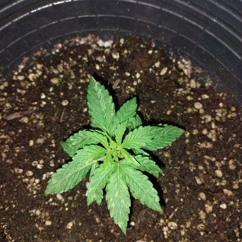 Pati y Marilu growlog timeline photo