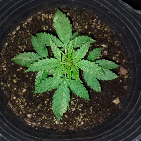 Pati y Marilu growlog timeline photo