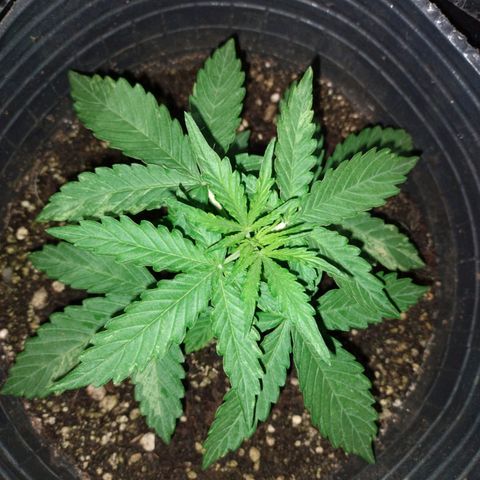 Pati y Marilu growlog timeline photo