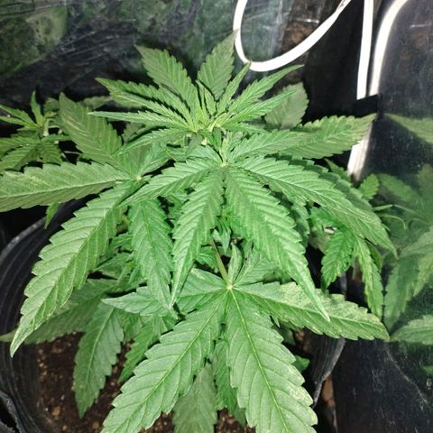 Pati y Marilu growlog timeline photo