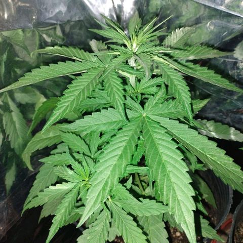 Pati y Marilu growlog timeline photo