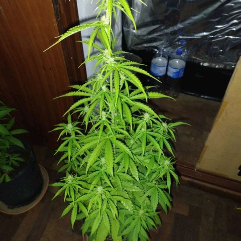 Pati y Marilu growlog timeline photo