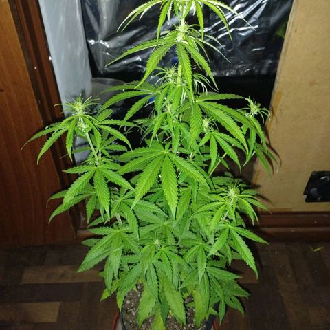 Pati y Marilu growlog timeline photo