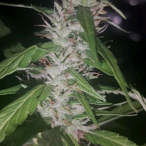 Pati y Marilu growlog timeline photo