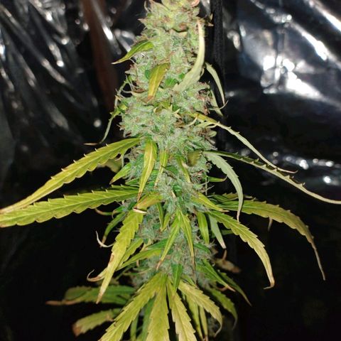 Pati y Marilu growlog timeline photo
