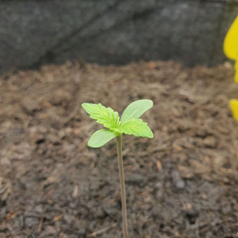Jenny Special Kush #1 growlog timeline photo