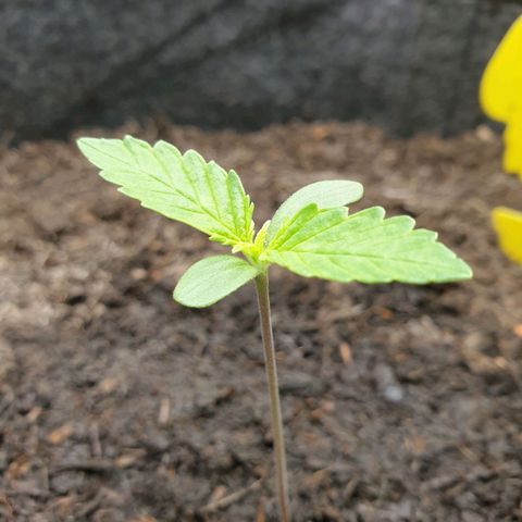 Jenny Special Kush #1 growlog timeline photo
