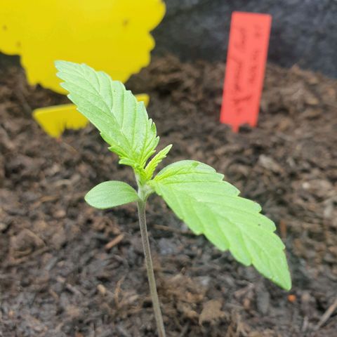 Jenny Special Kush #1 growlog timeline photo