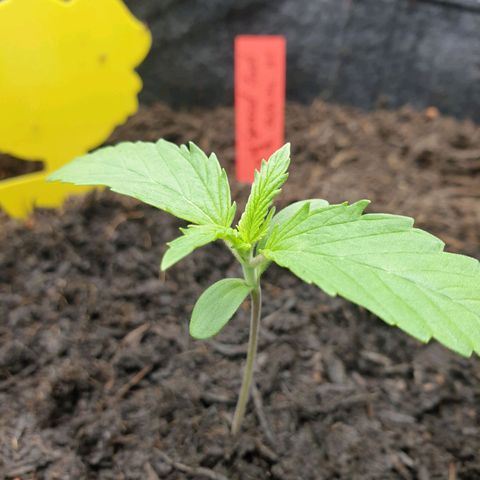 Jenny Special Kush #1 growlog timeline photo