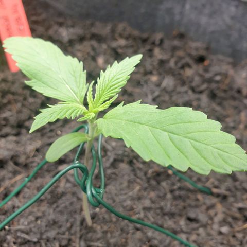 Jenny Special Kush #1 growlog timeline photo
