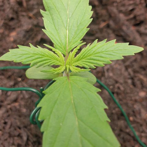 Jenny Special Kush #1 growlog timeline photo