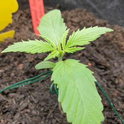 Jenny Special Kush #1 growlog timeline photo